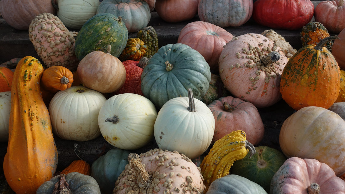 The Different Types Of Pumpkins - theskinnyfoodco